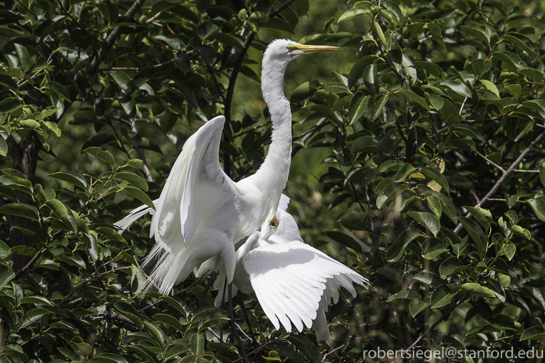 cattle egrets